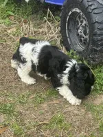 Chopin, a male Cocker Spaniel for sale in Shreveport, LA – Photo 4 of 6
