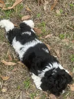 Chopin, a male Cocker Spaniel for sale in Shreveport, LA – Photo 5 of 6