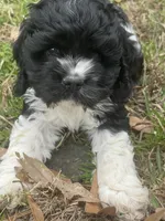 Chopin, a male Cocker Spaniel for sale in Shreveport, LA – Photo 2 of 6