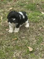 Chopin, a male Cocker Spaniel for sale in Shreveport, LA – Photo 6 of 6