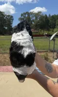 Female 2 , a female Cocker Spaniel for sale in Shreveport, LA – 3 of 7