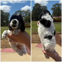 Female, a female Cocker Spaniel for sale in Shreveport, LA – 1 of 7