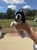 Female, a female Cocker Spaniel for sale in Shreveport, LA – 3 of 7