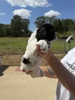 Female, a female Cocker Spaniel for sale in Shreveport, LA – 4 of 7