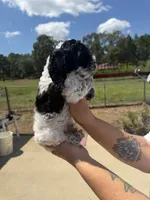 Male , a male Cocker Spaniel for sale in Shreveport, LA – 3 of 7