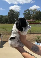 Female, a female Cocker Spaniel for sale in Shreveport, LA – 5 of 7
