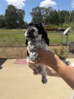 Male , a male Cocker Spaniel for sale in Shreveport, LA – 2 of 7