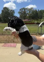 Female 2 , a female Cocker Spaniel for sale in Shreveport, LA – 4 of 7