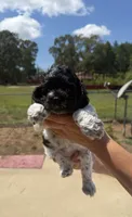 Female 2 , a female Cocker Spaniel for sale in Shreveport, LA – 2 of 7