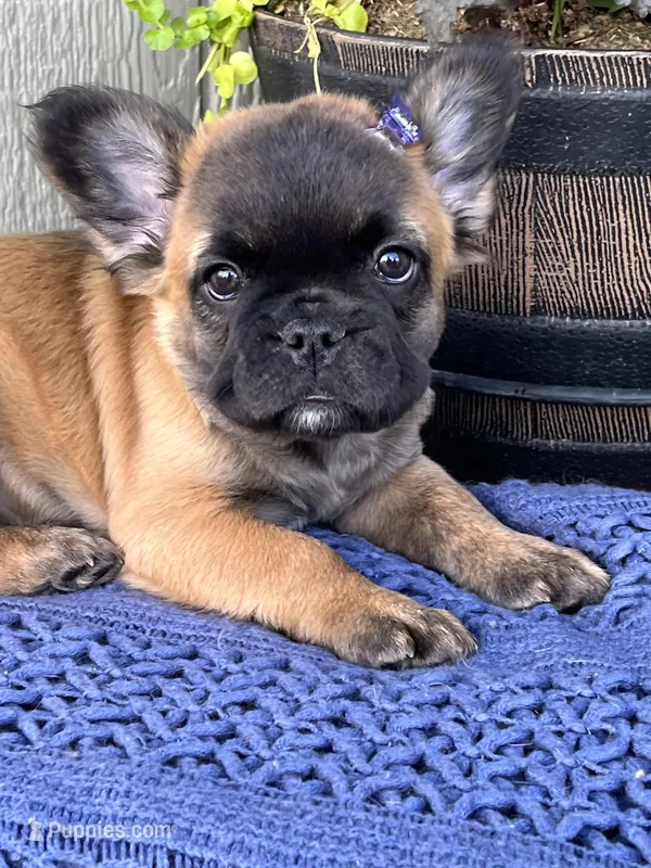 Holly – French Bulldog puppy for sale in Middleton, ID