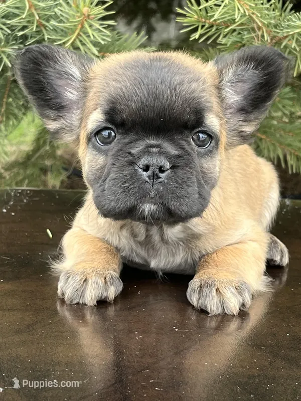 Holly – French Bulldog puppy for sale in Middleton, ID
