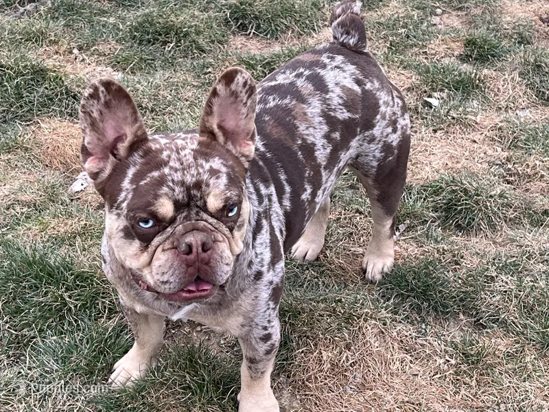 Dinky – French Bulldog puppy for sale in Middleton, ID