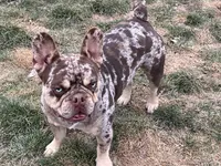 Dinky, a  French Bulldog for sale in Middleton, ID – Photo 1 of 5