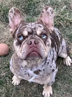 Dinky, a  French Bulldog for sale in Middleton, ID – Photo 4 of 5