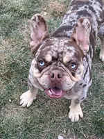 Dinky, a  French Bulldog for sale in Middleton, ID – Photo 3 of 5