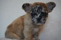 Buttercup, a female French Bulldog for sale in Middleton, ID – Photo 2 of 2