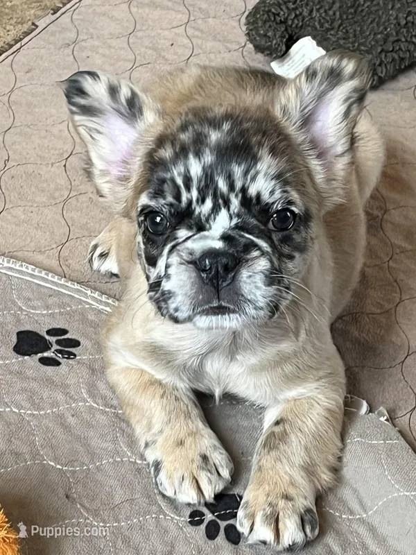 Buttercup – French Bulldog puppy for sale in Middleton, ID