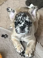 Buttercup, a female French Bulldog for sale in Middleton, ID – Photo 1 of 2