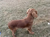 Roxy, a female Cavalier King Charles Spaniel for sale in Middleton, ID – Photo 4 of 5