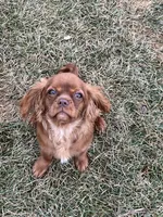 Roxy, a female Cavalier King Charles Spaniel for sale in Middleton, ID – Photo 5 of 5