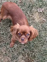 Roxy, a female Cavalier King Charles Spaniel for sale in Middleton, ID – Photo 3 of 5