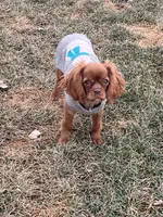 Roxy, a female Cavalier King Charles Spaniel for sale in Middleton, ID – Photo 1 of 5