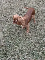 Roxy, a female Cavalier King Charles Spaniel for sale in Middleton, ID – Photo 2 of 5