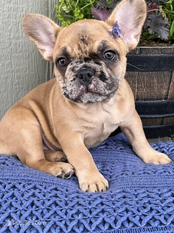 Daisy – French Bulldog puppy for sale in Middleton, ID