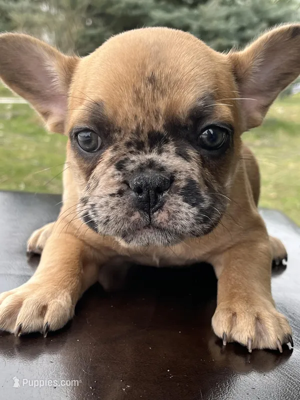 Daisy – French Bulldog puppy for sale in Middleton, ID