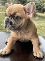 Daisy, a female French Bulldog for sale in Middleton, ID – Photo 2 of 2