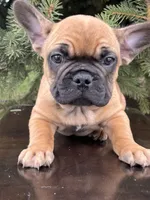 Basil, a female French Bulldog for sale in Middleton, ID – Photo 2 of 2