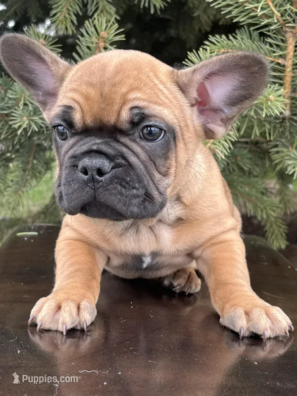 Basil – French Bulldog puppy for sale in Middleton, ID