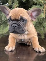 Basil, a female French Bulldog for sale in Middleton, ID – Photo 1 of 2