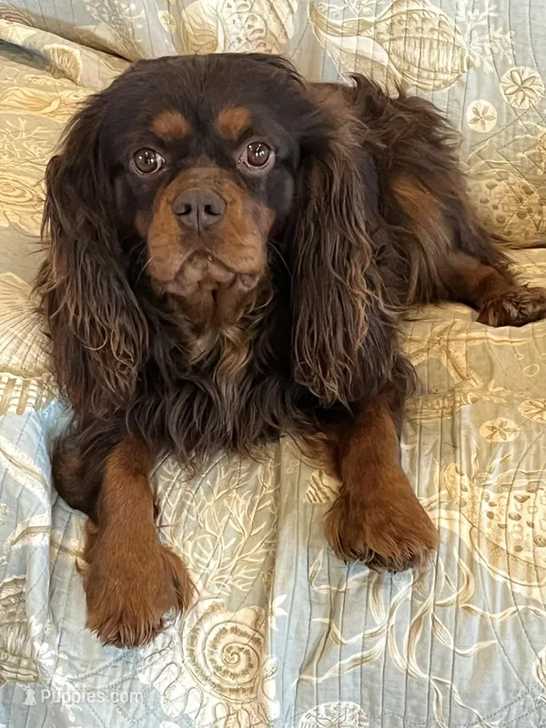 Sweet Boy – Cavalier King Charles Spaniel puppy for sale in Middleton, ID