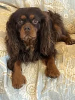 Sweet Boy, a male Cavalier King Charles Spaniel for sale in Middleton, ID – Photo 1 of 4