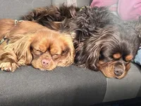 Sweet Boy, a male Cavalier King Charles Spaniel for sale in Middleton, ID – Photo 4 of 4