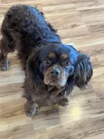 Sweet Boy, a male Cavalier King Charles Spaniel for sale in Middleton, ID – Photo 2 of 4