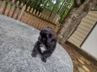 Jail break , a male Shih Tzu for sale in Quinton, AL – 3 of 6