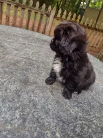 Jail break , a male Shih Tzu for sale in Quinton, AL – 4 of 6