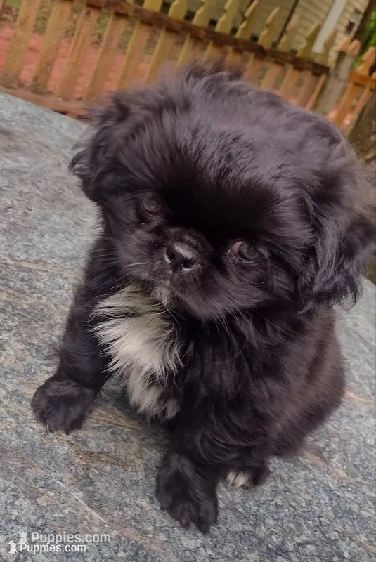 Jail break  – Shih Tzu puppy for sale in Quinton, AL