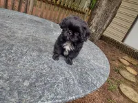 Jail break , a male Shih Tzu for sale in Quinton, AL – 6 of 6