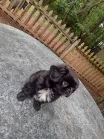 Jail break , a male Shih Tzu for sale in Quinton, AL – 2 of 6