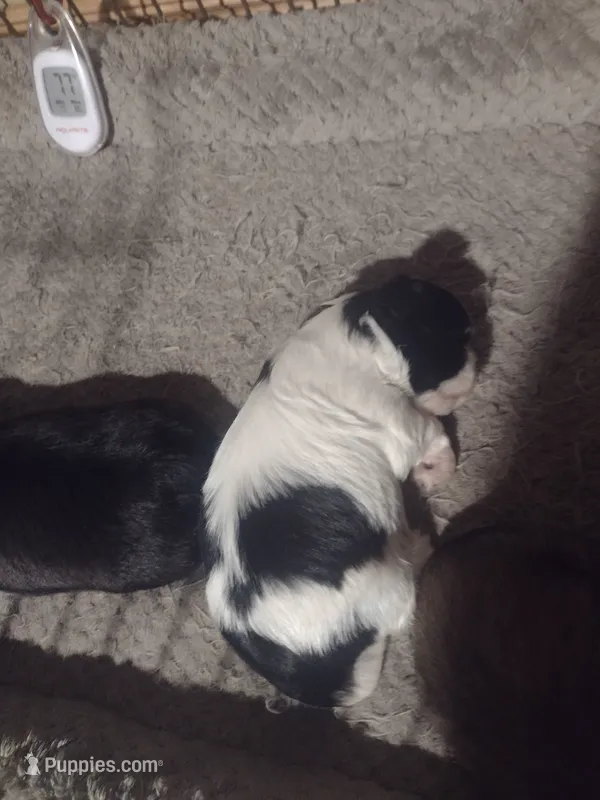 Polka dot – Shih Tzu puppy for sale in Quinton, AL
