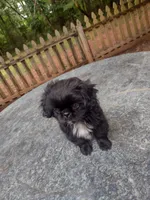 Jail break , a male Shih Tzu for sale in Quinton, AL – 5 of 6
