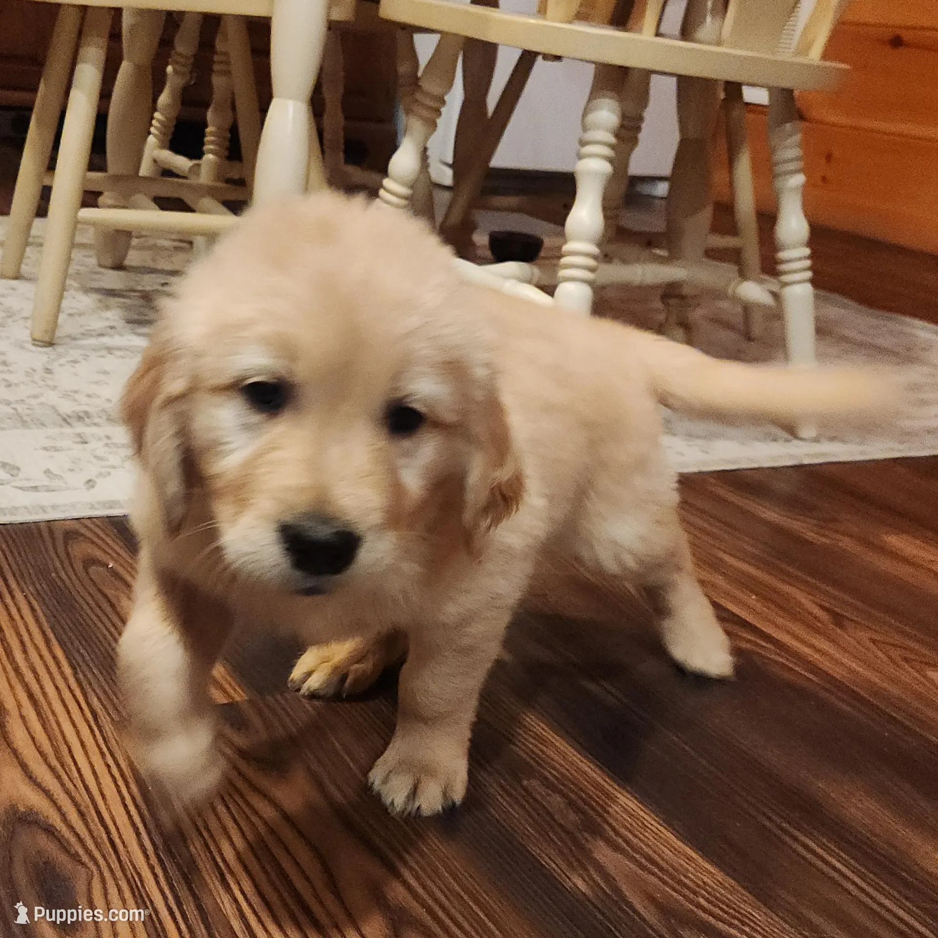 White, a male Golden Retriever for sale in Harpers Ferry, WV – Photo 3 of 4