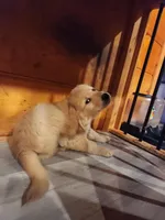 White, a male Golden Retriever for sale in Harpers Ferry, WV – Photo 1 of 4