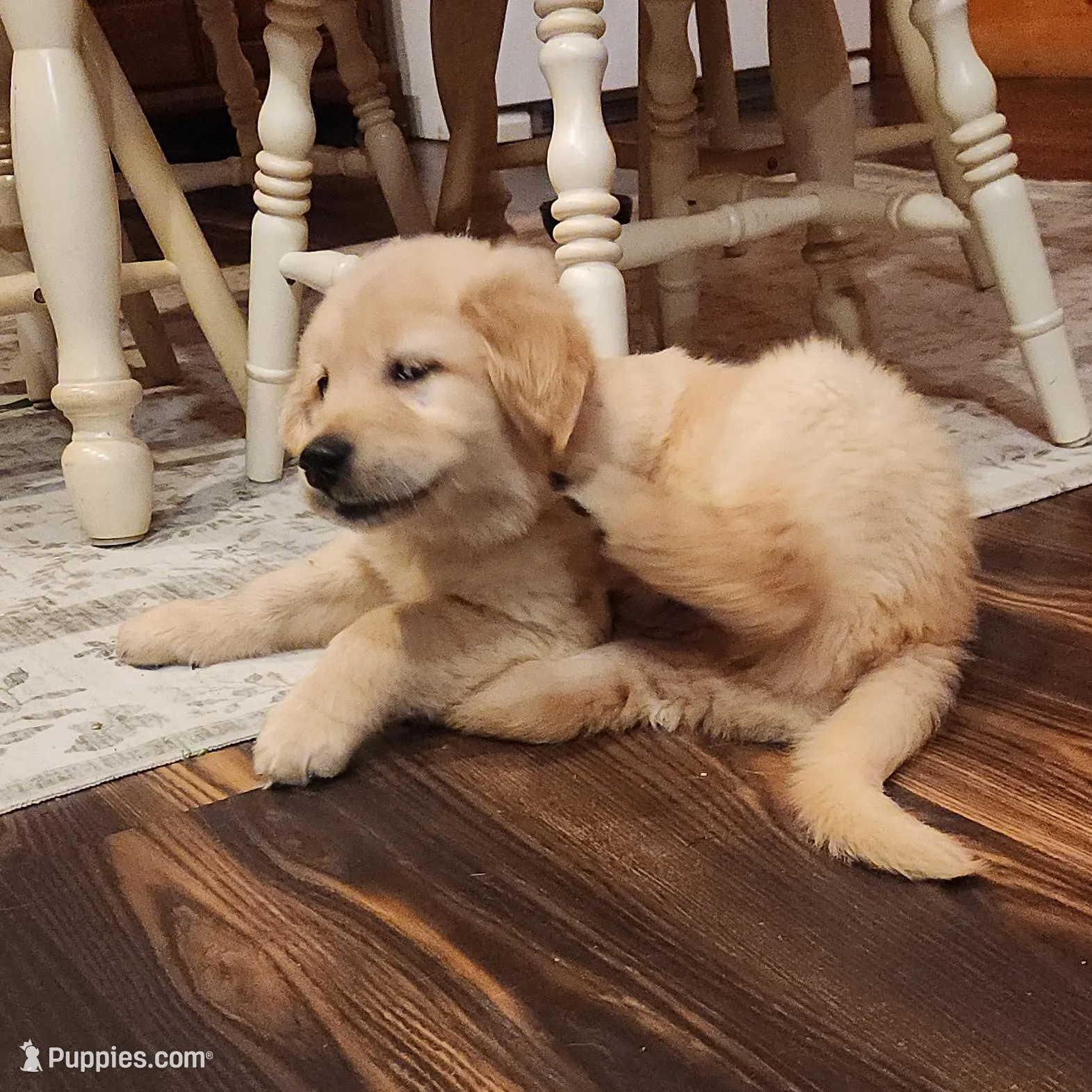 White, a male Golden Retriever for sale in Harpers Ferry, WV – Photo 4 of 4