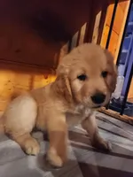 White, a male Golden Retriever for sale in Harpers Ferry, WV – Photo 2 of 4