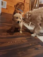 Brown , a male Golden Retriever for sale in Harpers Ferry, WV – Photo 3 of 3