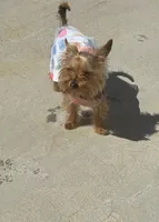 Coco , a female Yorkshire Terrier for sale in San Clemente, CA – 7 of 7